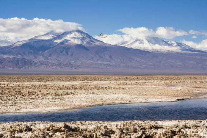 Andean flamingos flying over Salar de Atacama