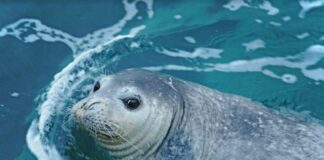Mediterraneo, Milano-Bicocca sulle tracce della foca monaca