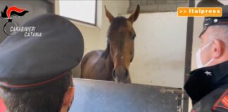 Corse clandestine di cavalli all’ombra della mafia, 3 denunce nel catanese
