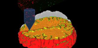 Da Politecnico Milano e Humanitas University tessuti neuronali in 3D