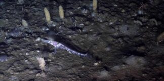 Greenpeace in Antartide scopre coralli e specie vulnerabili