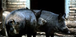 Peste Suina, al via in Piemonte il piano di depopolamento dei cinghiali