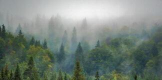 L’impegno del Crea per valorizzare e tutelare i boschi