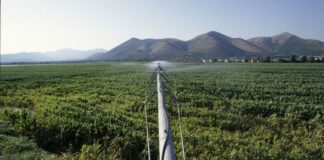 Ue, Confagricoltura: “Produrre più cereali potrebbe non bastare”