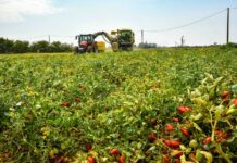 Agricoltura, dalla Regione Emilia-Romagna oltre 11 milioni di euro per finanziare 35 progetti di innovazione