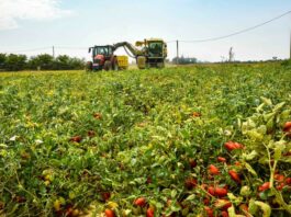 Agricoltura, dalla Regione Emilia-Romagna oltre 11 milioni di euro per finanziare 35 progetti di innovazione