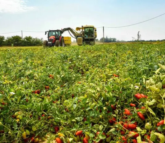 Agricoltura, dalla Regione Emilia-Romagna oltre 11 milioni di euro per finanziare 35 progetti di innovazione