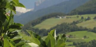 Dal Psr 30 milioni a sostegno dell’agricoltura nelle zone montane della Calabria