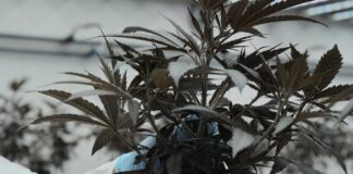 Cosa sono i prodotti CBD e cosa prevede la legge