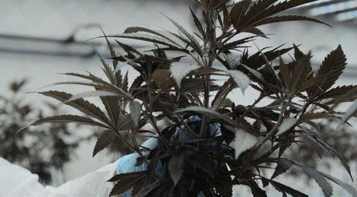 Canapa legale, via libera al testo unificato in Sardegna