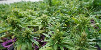 Commissione sanità Toscana, serve la formazione del personale sulla cannabis terapeutica