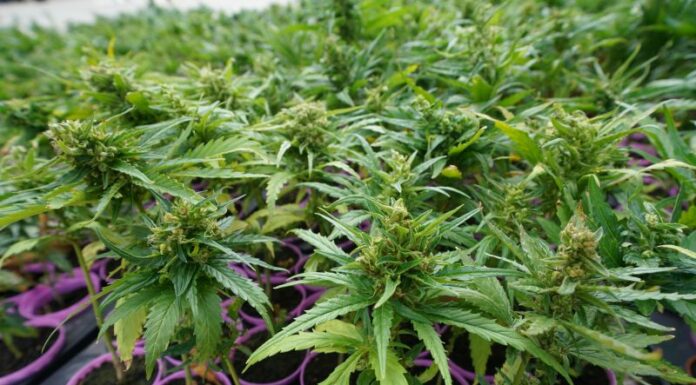 Commissione sanità Toscana, serve la formazione del personale sulla cannabis terapeutica