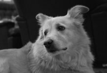 Come diventare Dog Trainer Come diventare Dog Trainer