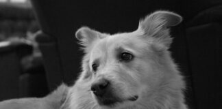 Come diventare Dog Trainer Come diventare Dog Trainer