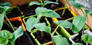 Creare un orto sul terrazzo: come fare Come creare un orto sul terrazzo