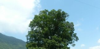 Alberi monumentali in Emilia Romagna, nuove risorse per la conservazione