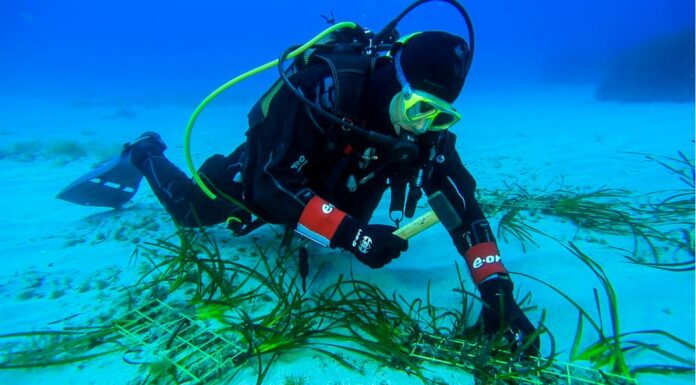 Tutela dei mari, al via il progetto “Save the wave” di E.ON e Ioc-Unesco