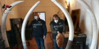 Sequestrate 4 zanne d’avorio di elefante in un albergo nel Palermitano