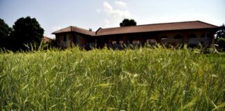 Grano duro, allo studio nuove varietà più resistenti