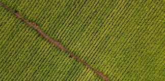 Philip Morris, 100 mln per supportare la coltivazione di tabacco