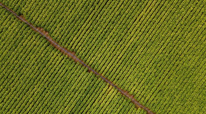 Philip Morris, 100 mln per supportare la coltivazione di tabacco