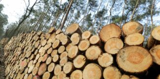 Produzione di legname in Italia a rischio per inquinamento da ozono