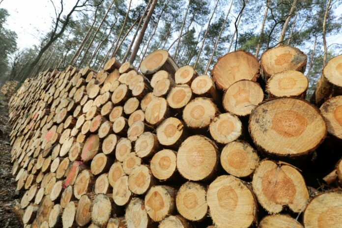 Berlino: Julia Klöckner , ministro federale dell'agricoltura, presenta il rapporto sullo stato delle foreste 2020
