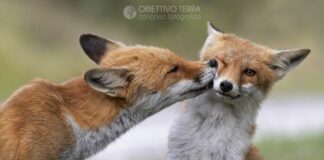 “Obiettivo Terra” 2022, Giuliano Zappi vince il concorso fotografico
