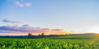 Filiera del tabacco, accordo Opta-Deltafina per continuità al comparto