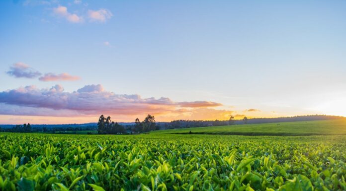 Filiera del tabacco, accordo Opta-Deltafina per continuità al comparto
