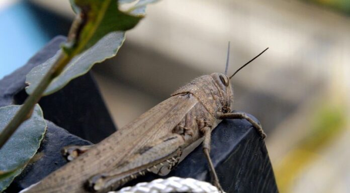 Cavallette, due settimane per eliminare i focolai nel centro Sardegna