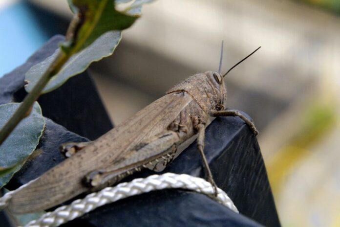 ANIMALI INSETTI CAVALLETTA GRILLO