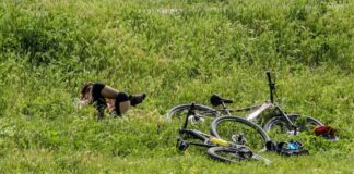 “La transizione ecologica e l’informazione” tema del Premio Gianni Massa