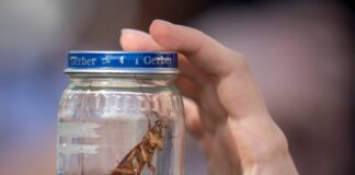 Cavallette, task force Regione Sardegna elimina focolai in 84 aziende