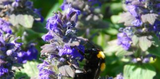 L’urbanizzazione del paesaggio influisce sulla presenza di impollinatori