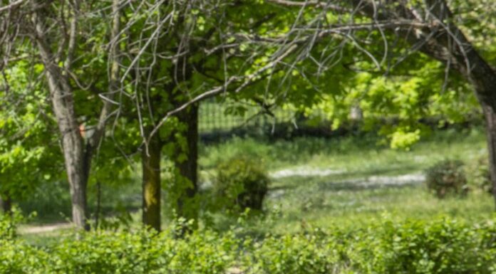 Parchi naturali della Sardegna, ddl approvato dalla giunta