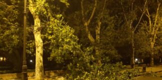 A Palermo danni per il forte vento, alberi abbattuti e disagi