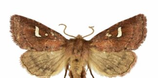 Scoperta una nuova specie di lepidottero nelle foreste umide del Sud