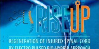 Verso una cura innovativa delle lesioni del midollo spinale