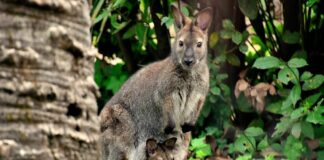 Al Bioparco di Roma è nato un canguro di Bennett