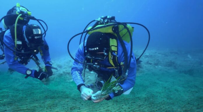 Da Marevivo una campagna per proteggere e ripiantare le foreste marine