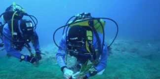 Da Marevivo una campagna per proteggere e ripiantare le foreste marine