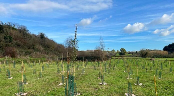 Un nuovo bosco urbano al Campus Bio-Medico di Roma