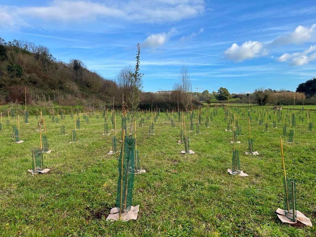 Un nuovo bosco urbano al Campus Bio-Medico di Roma