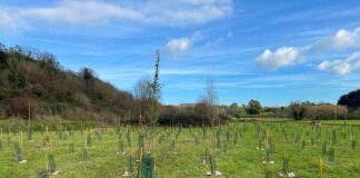 Un nuovo bosco urbano al Campus Bio-Medico di Roma