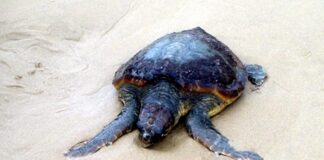 Tartaruga Caretta Caretta torna in mare dopo cure all’Aquario di Livorno