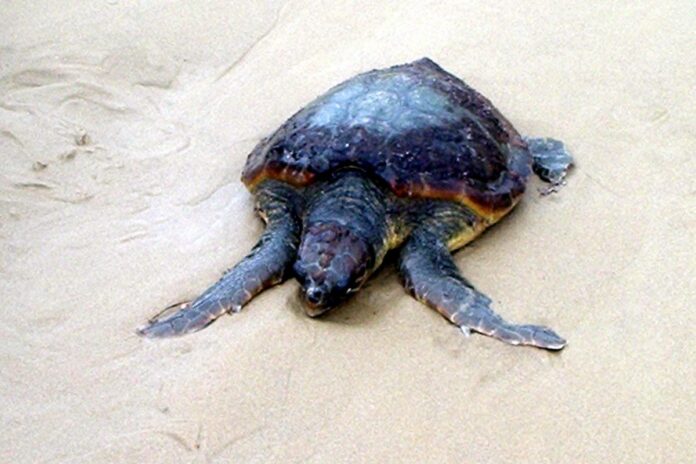 PALERMO - TROVATA UNA TARTARUGA CARETTA-CARETTA DI 40 KG SULLA SPIAGGIA DI LIDO DI TRAPPETO
