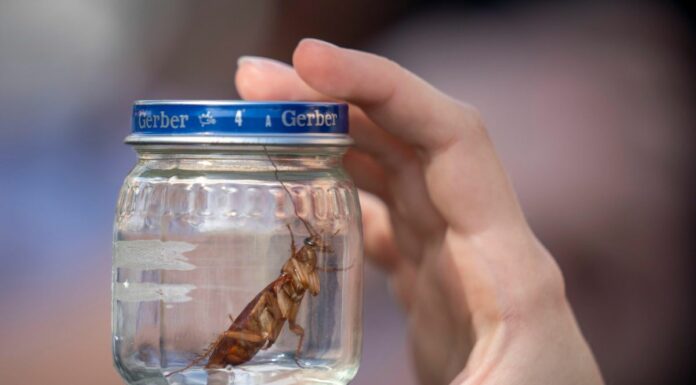 Sardegna, via libera ai ristori per l’emergenza cavallette