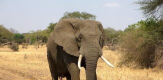 Come organizzare un safari in Sud Africa Come organizzare un Safari in Sud Africa