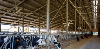 Puglia, via libera agli aiuti alle imprese zootecniche